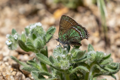 Callophrys mcfarlandi