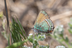 Callophrys mcfarlandi