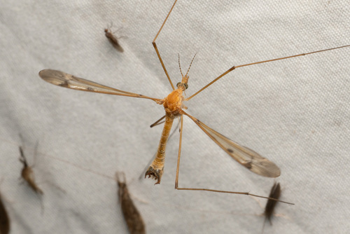 Sooty Crane Fly photo 5