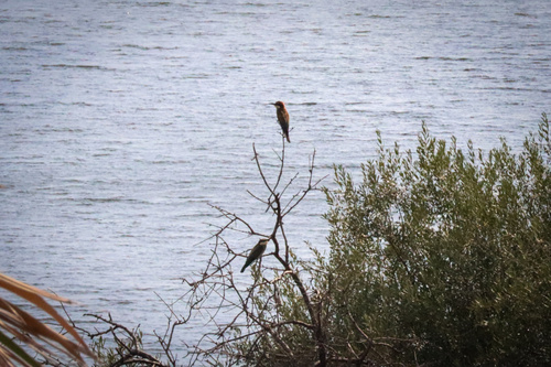 European Bee-eater