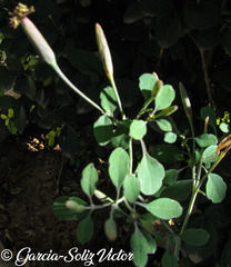 Porophyllum ruderale