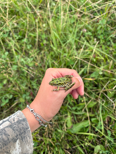 Northern Leopard Frog