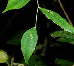 Stichoneuron membranaceum