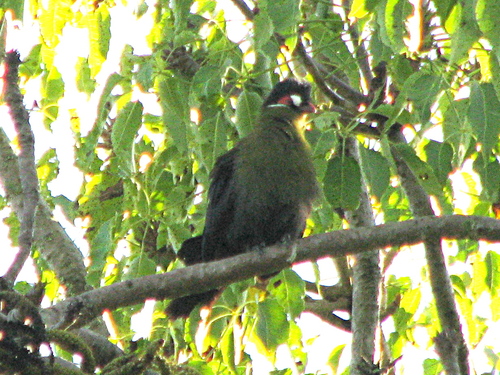 Hartlaub's Turaco
