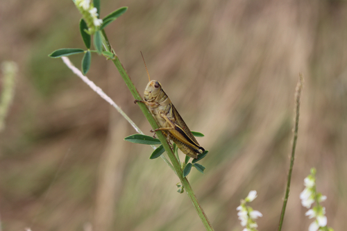 Two-striped Grasshopper