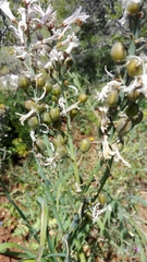 Asphodelus serotinus