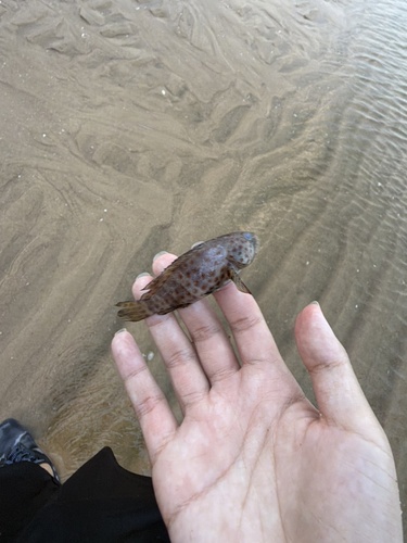 Epinephelus bleekeri observed 2026-07-17