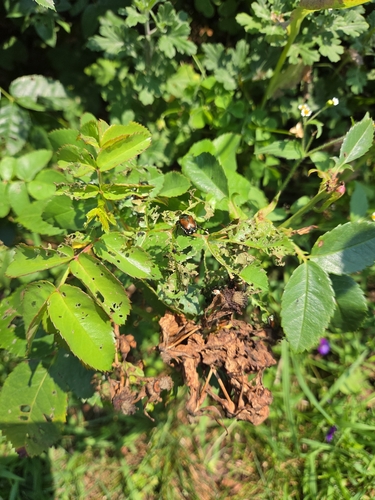 Japanese Beetle
