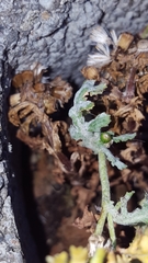 Podosphaera senecionis