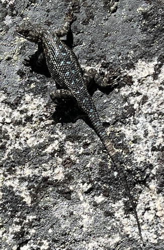iNaturalist observation photo of Western Fence Lizard