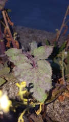 Golovinomyces sonchicola