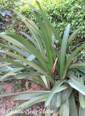Hippeastrum reginae