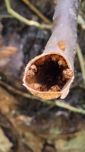 Pectoral Robust-Stingless bee