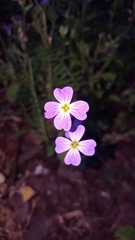 Malcolmia maritima