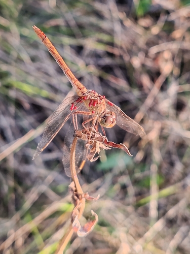 Southern Darter