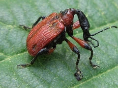 Apoderus jekelii