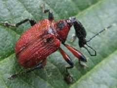 Apoderus jekelii