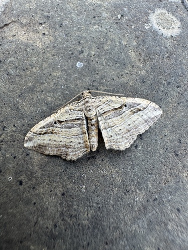 Many-Lined Moth