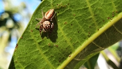 Opisthoncus alborufescens