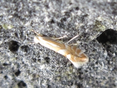 Phyllonorycter ringoniella