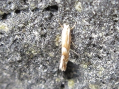 Phyllonorycter ringoniella