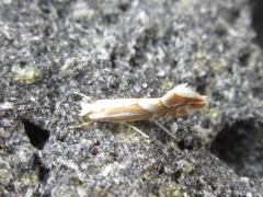 Phyllonorycter ringoniella