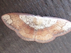Pylargosceles steganioides