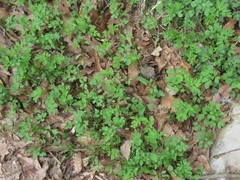 Corydalis ochotensis