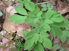 Corydalis ochotensis