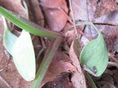 Corydalis ochotensis