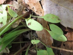 Corydalis ochotensis