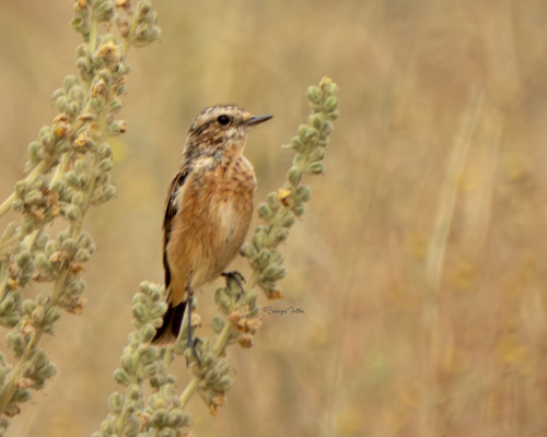 Whinchat