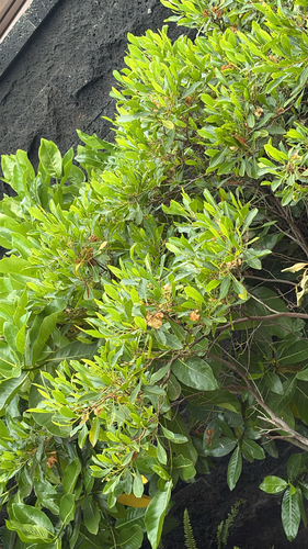 Dodonaea viscosa observed 2026-08-04