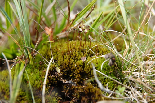 Catoscopium nigritum observed 2026-08-02