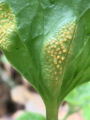 Puccinia coronata