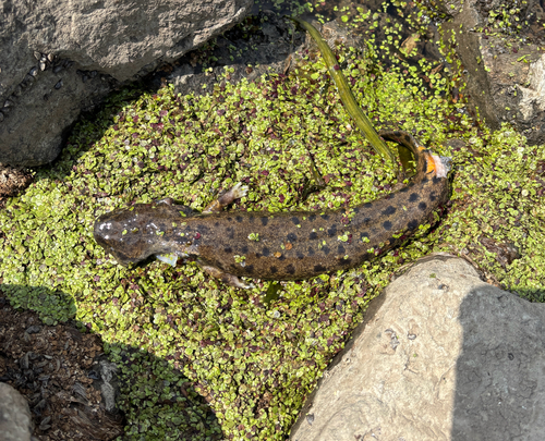 Common Mudpuppy observed by dejackson2256