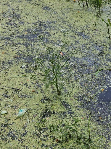 Fine-leaved Water-dropwort