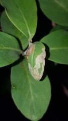 Aulagromyza cornigera