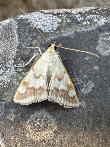Ephelis cruentalis