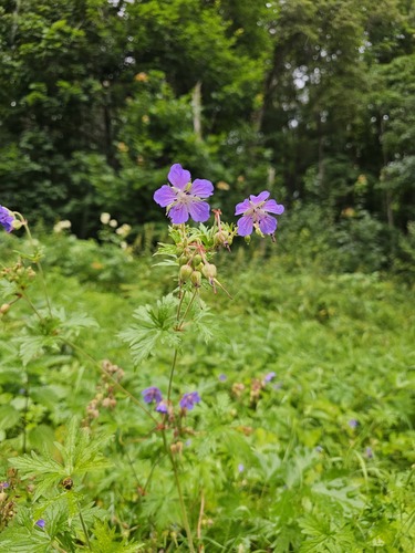 Meadow Crane's-bill
