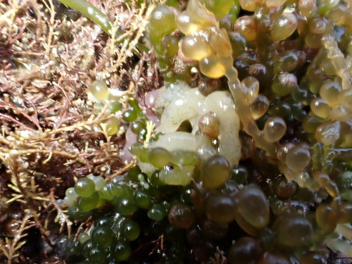 Stiliger smaragdinus observed 2026-07-18