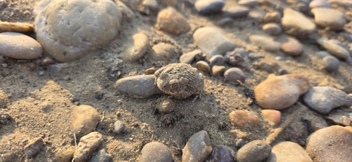 Rocky Mountain Toad