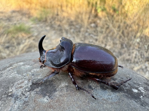 Oryctes nasicornis latipennis