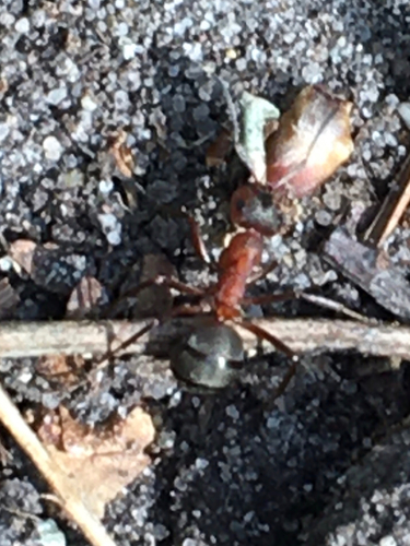 Ant