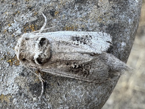 Parahypopta caestrum