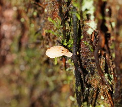 Panellus ligulatus