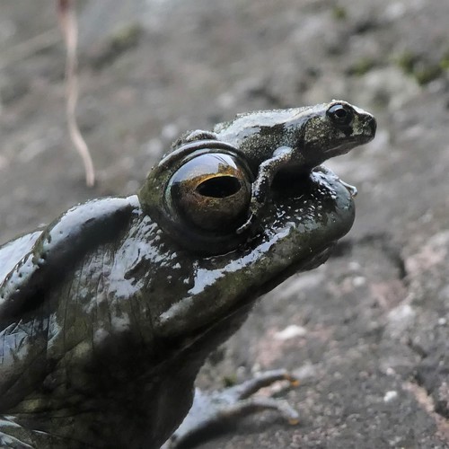 Taiwan Common Toad, Hsinchu County, Taiwan, photo 8 of 10