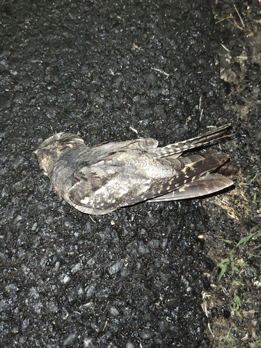 Eurasian Nightjar