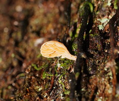 Panellus ligulatus