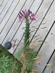 Cleome spinosa